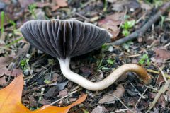 mushroom-20230111-01-10x10