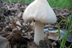 mushroom-20230113-01-10x10