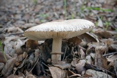 mushroom-20230113-02-10x10