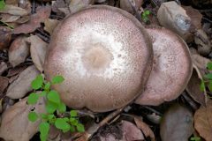 mushroom-20230113-05-10x10