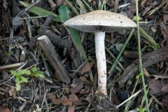 mushroom-20230118-02-10x10