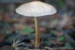mushroom-20230121-01-10x10