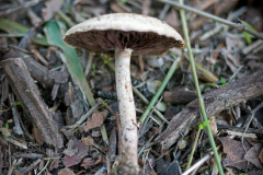 mushroom-20230121-03-10x10