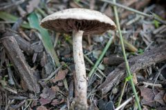 mushroom-20230121-03-10x10