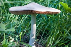 mushroom-20230123-01-10x10