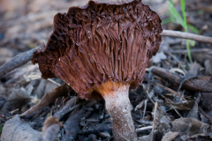 mushroom-20230125-01-10x10