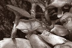 mushroom-colony-20221220-10x10