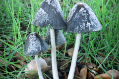 mushroom-family-20221203-01-4x4