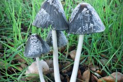 mushroom-family-20221203-01-4x4