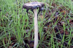 mushroom-inkspot-20221203-02-10x10