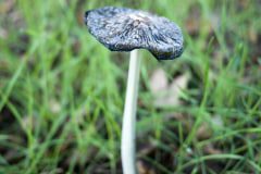 mushroom-inkspot-20221203-03-10x10