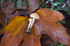 mushroom-leaf-20230116-01-10x10