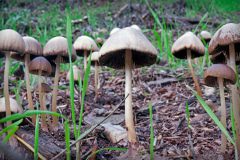 mushrooms-20230108-02-17x11