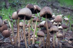 mushrooms-20230108-03-17x11