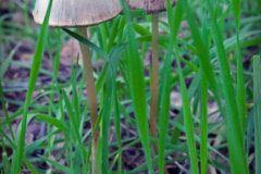 mushrooms-20230108-08-11x17