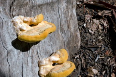 mushrooms-tree-stump-20221019-02-10x10