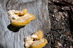 mushrooms-tree-stump-20221019-02-10x10