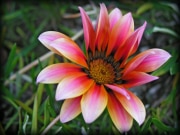 Parkview_01
