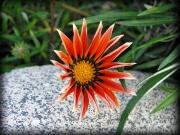Parkview_08