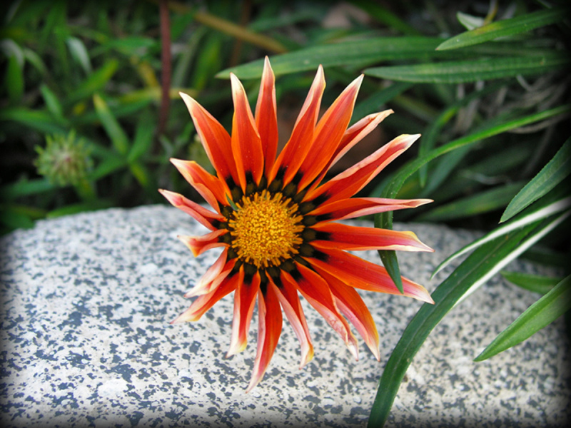 Parkview_08