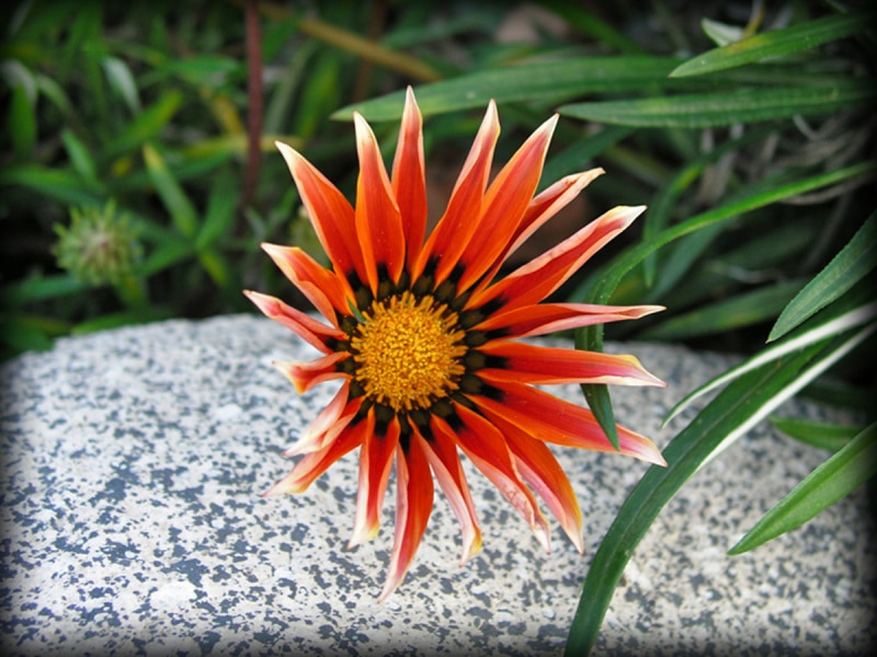 Parkview_08