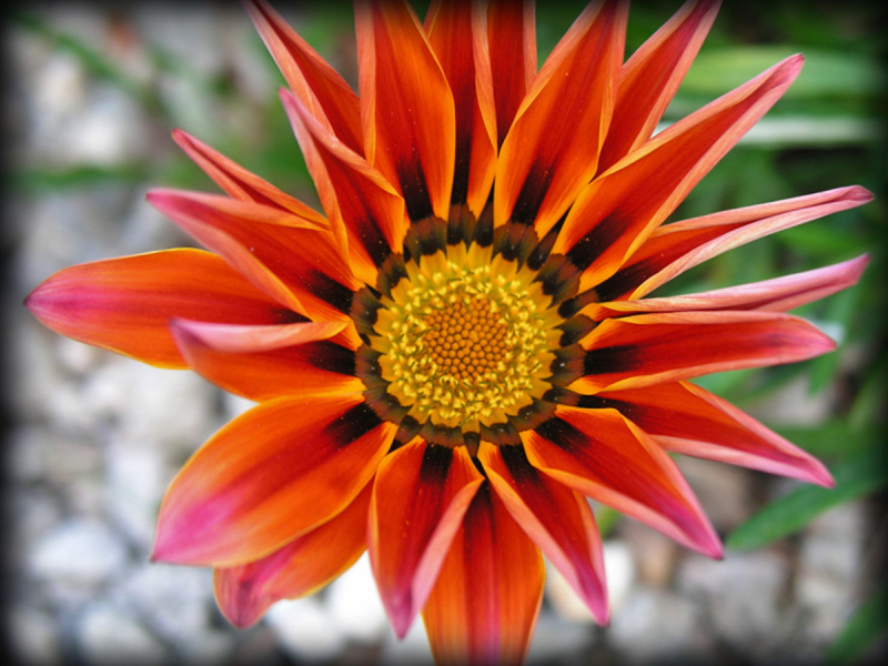 Parkview_10