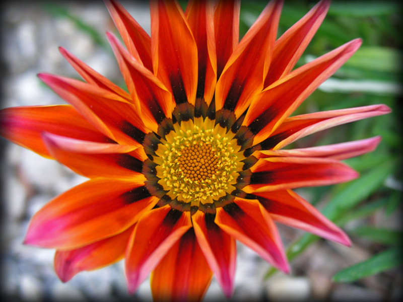 Parkview_11