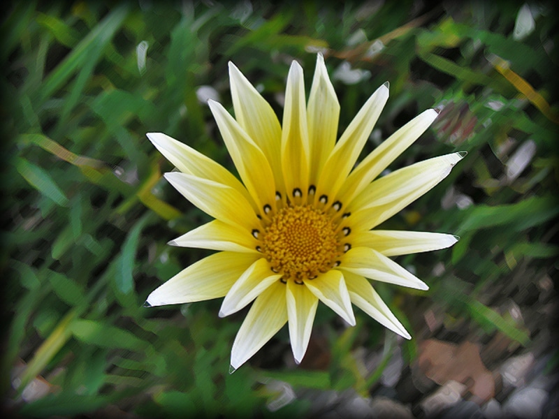 Parkview_13