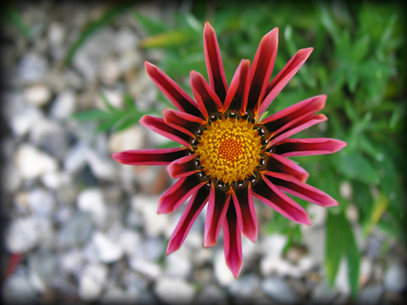 Parkview_14