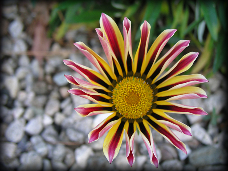 Parkview_15