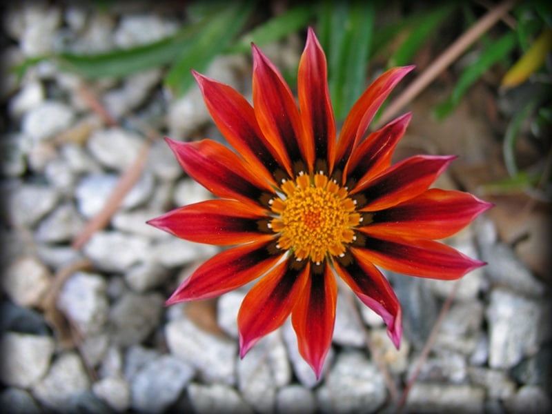 Parkview_16