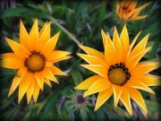 Parkview_17
