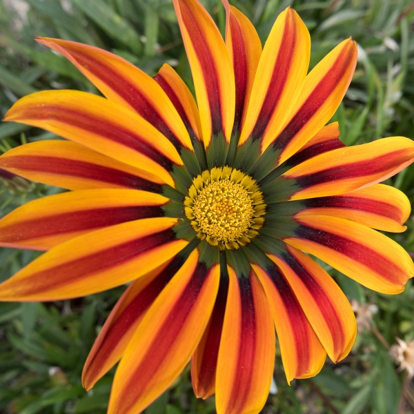 gazania-011616-02