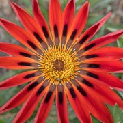 gazania-011616-04