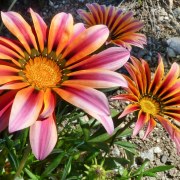 gazania-20160207-01