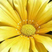 gazania-yellow029160207-01