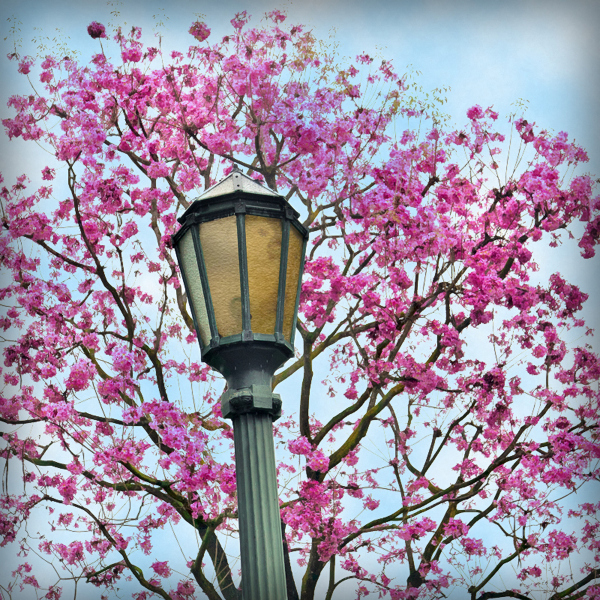 lampost-blooming-20160409-01B
