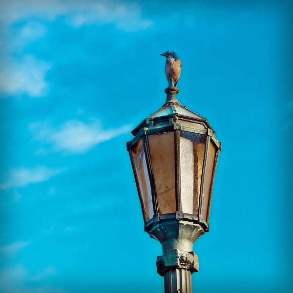lampost-mockingbird-20170319-01B