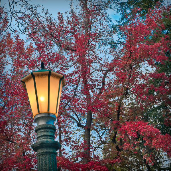 lamppost-yocum-20211221-01-10x10