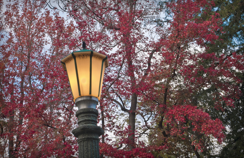lamppost-yocum-20211221-01-17x11