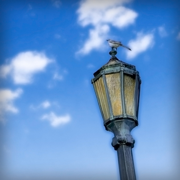 parkview-lamp-mockingbird-20160530-01D