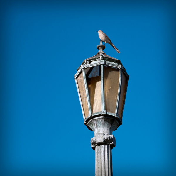 parkview-mockingbird-20220311-0110x10