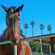 arroyo-horse-20160206-01B