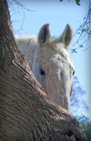 arroyo-horse-20160206-02-11x17
