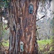 shoe-tree-01