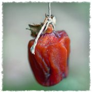 persimmon-20221210-01C-10x10-1-scaled