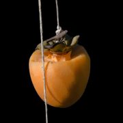 persimmon-20241117-01-10x10-1-scaled
