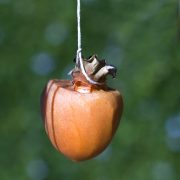 persimmon-20241120-01-10x10-1-scaled
