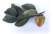 persimmon-20250930-01-17x11-1-scaled