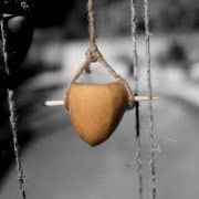 persimmon-20251016-01-10x10-1-scaled